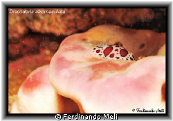 A Discodoris atromaculata whit Petrosia ficiformis in the... by Ferdinando Meli 